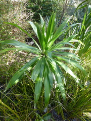 Cordyline obtecta