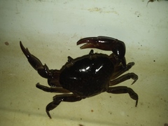 Hypolobocera bouvieri