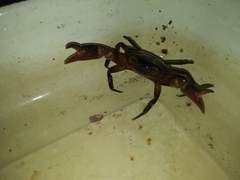 Hypolobocera bouvieri