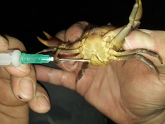 Hypolobocera bouvieri