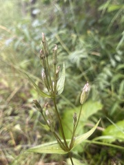 Gentianella propinqua