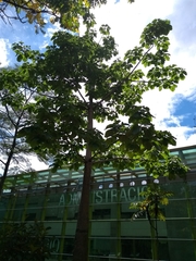 Cavanillesia platanifolia