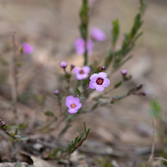 Euryomyrtus ramosissima ramosissima