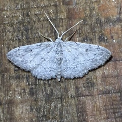 Idaea violacearia