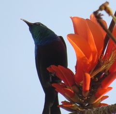 Cinnyris bifasciatus microrhynchus