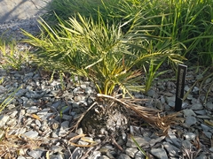Macrozamia heteromera