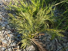 Macrozamia heteromera