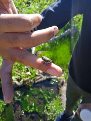Bufotes pseudoraddei
