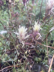 Castilleja raupii