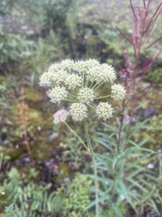 Cnidium cnidiifolium