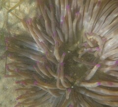 Macrodactyla doreensis