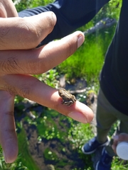 Bufotes pseudoraddei
