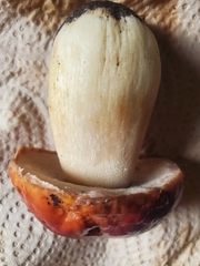 Boletus rubriceps