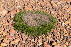 Schoenus breviculmis