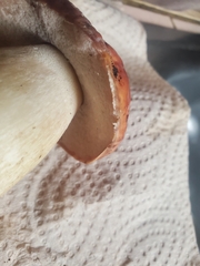 Boletus rubriceps
