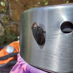 Prosapia ignifera