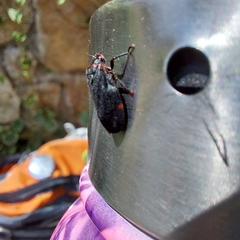 Prosapia ignifera