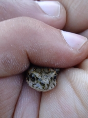 Bufotes pseudoraddei