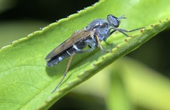 Ozodiceromyia nigrimana