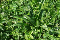 Gentiana macrophylla