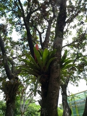 Guzmania