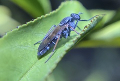 Ozodiceromyia nigrimana