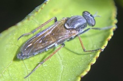 Ozodiceromyia nigrimana