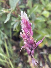 Castilleja raupii