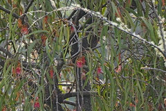 Amyema pendula pendula