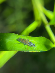 Ozodiceromyia nigrimana
