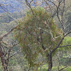 Amyema pendula pendula