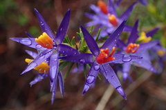 Calectasia