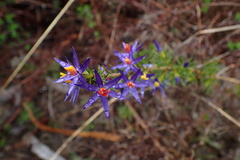Calectasia