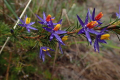 Calectasia