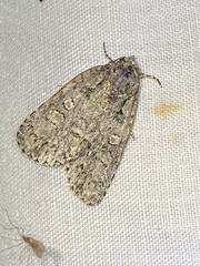 Acronicta immodica