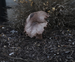 Leucoagaricus americanus