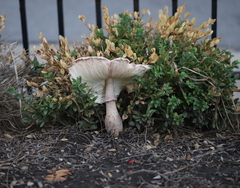 Leucoagaricus americanus