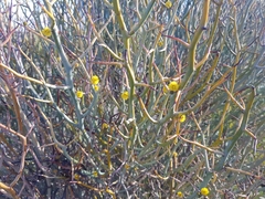 Acacia aphylla