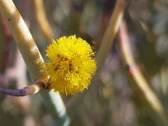 Acacia aphylla