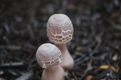 Leucoagaricus americanus