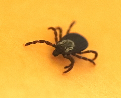 Dermacentor variabilis