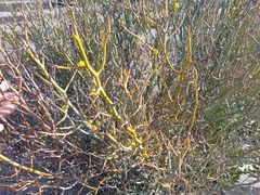 Acacia aphylla