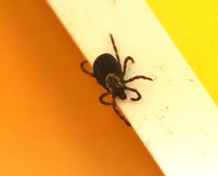 Dermacentor variabilis