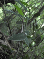 Commelinaceae