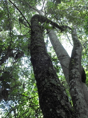 Xylosma