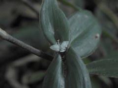 Commelinaceae