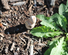 Leucoagaricus americanus