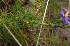Calectasia