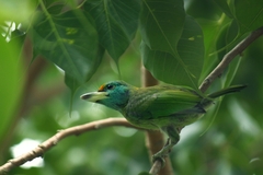 Psilopogon asiaticus