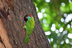 Psilopogon asiaticus